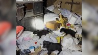 Illinois Rescuers Enter Trash-Filled House And Discover A Devoted Mama Dog Protecting Her Seven Puppies