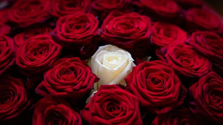 Adiós a las rosas secas: el truco para revivir un ramo de flores en 30 minutos