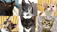 Pawmetto Lifeline to host “Kitten 911” adoption event