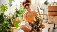 10 most low-maintenance houseplants that are virtually impossible to kill