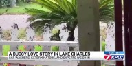 Love bugs return to Lake Charles; experts explain how to deal with these pests