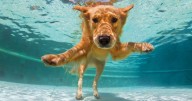 The lido opening for a 'doggy splash' just 45 mins from Birmingham