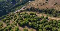 Avocado growers in San Diego County face multiple challenges