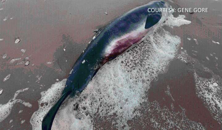 'Something I have never seen before': Pygmy sperm whale found dead in South Padre Island