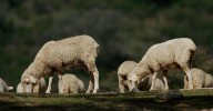 La provincia de Granada cierra agosto con focos de lengua azul confirmados en la Alpujarra y Alhama