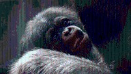 Los Angeles Zoo welcomes two healthy baby girls to chimpanzee troop