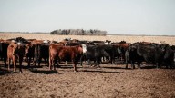 El sector de nutrición animal “toma positivamente” la baja de retenciones y pide que la medida sea permanente
