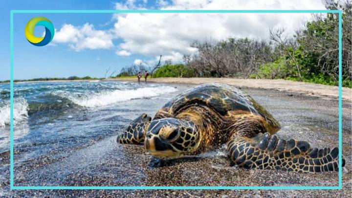 Afecta sargazo a tortugas marinas de Akumal
