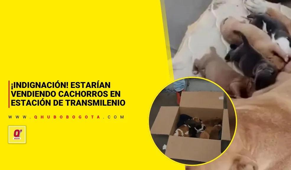 ¡Indignación! Estarían vendiendo cachorros en estación de TransMilenio