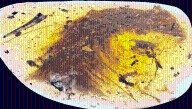 Perfectly Preserved Dinosaur Tail Found Inside 99-Million-Year-Old Amber Was Mistaken For A Plant