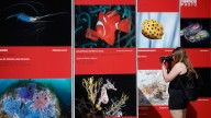 Medusas y caballitos de mar en plena plaza de la Reina de Valencia