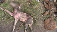 En Mar del Plata. Aparecieron caballos descuartizados y sospechan de faenas clandestinas para vender carne