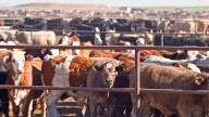 Mexico reports screwworm case near US border in Nuevo Leon cattle