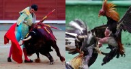 Corte Constitucional prohíbe corridas de toros, peleas de gallos y corralejas en Colombia