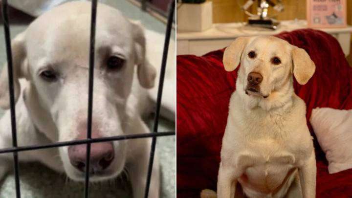 After Nearly 4 Years In A California Shelter, This Sweet Labrador Still Dreams Of A Home