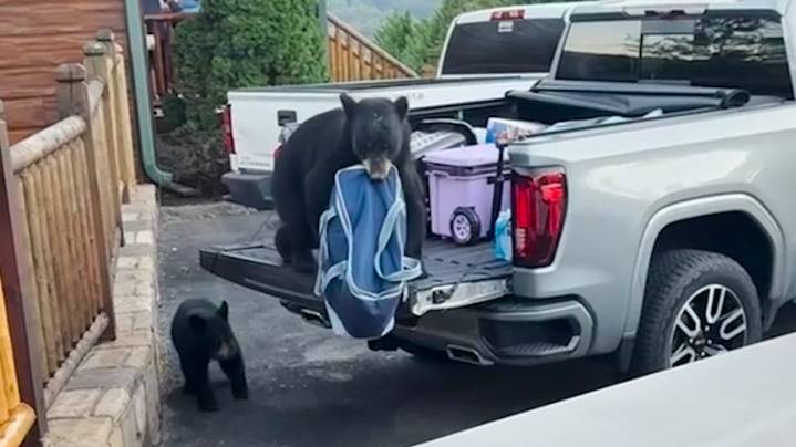 Gatlinburg video shows black bears stealing cooler from truck. Watch