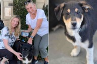 Serendipitous Moment Leads Family to Adopt Dog Related to Their Late Pet
