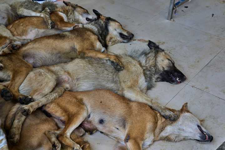 Photos of stray dogs in Indian-controlled Kashmir and attempts to control their population