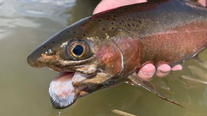 Wyoming Anglers’ Shift To Catch-and-Release Fuels Worry For Maimed Fish