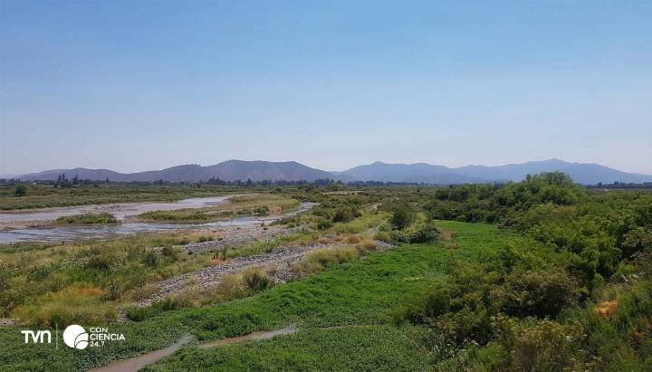 Río Maipo de Melipilla se convierte en el humedal urbano más grande de Chile