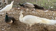 Three beloved peacocks missing from Salado's Barton House restaurant