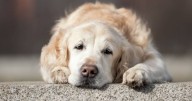 Dog abandoned after being run over multiple times but then something amazing happens