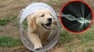 Los golden retrievers ayudan a identificar una mutación que puede ser mortal en los humanos