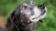 SOS de la protectora pontevedresa de animales de "Os Palleiros"
