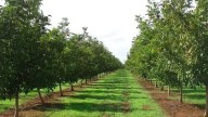Hermosillo será sede del 26° Simposio Internacional de Nogal Pecanero