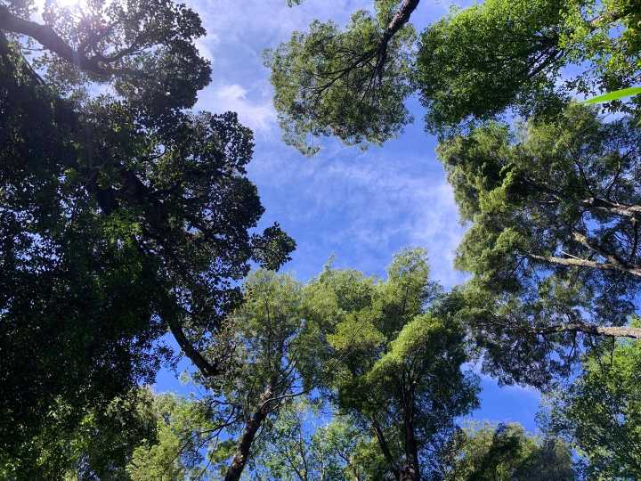 Valdivia reúne a expertos y actores para proyectar el futuro de la gestión forestal
