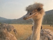 Court ruling stops government from killing ostriches in B.C.