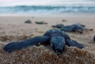 Lluvias de Lorena provocan desove masivo de tortugas en Los Cabos