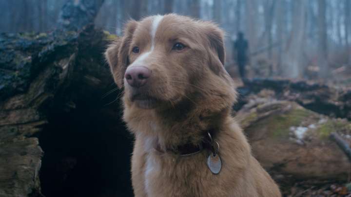 Good Boy Director Reacts To The Horror Movie Going Viral Out Of Fear The Dog Would Die, And Why He's OK Revealing The Answer