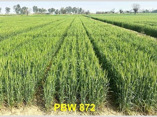 Breakthrough for Punjab Farmers: PAU wheat varieties clinch top ranks in national trials [ FULL VIEW ]