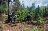 Destruyen estatales 410 mil plantas de marihuana en Guerrero