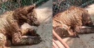 Parques y Vida Silvestre se hará cargo del tratamiento de la osa del Zoológico La Pastora