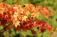 Washington fall foliage could come and go early this year, experts say