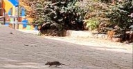 ¿Sabe usted las ratas de la city ya no solo proliferan en el Casco Vello?