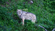 Wolf Population Gaining Ground in Europe : State of the World from NPR : NPR