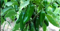 Sobresale cultivo de chile en la Zona Costa