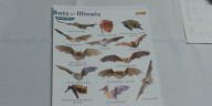 Bat migration is here; how to safely remove them from your residence