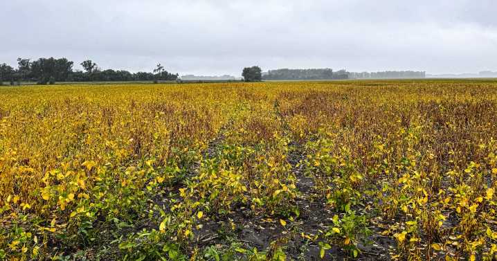 China won't buy American soybeans anymore, leaving farmers with limited options