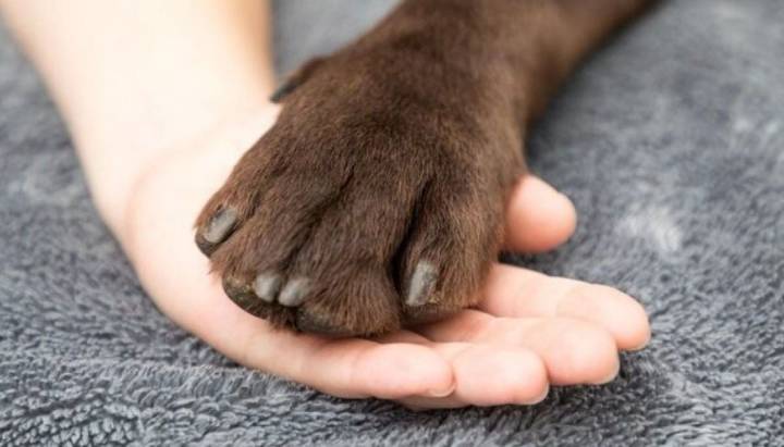 Adulta mayor y su perro mueren electrocutados mientras paseaban en Antofagasta