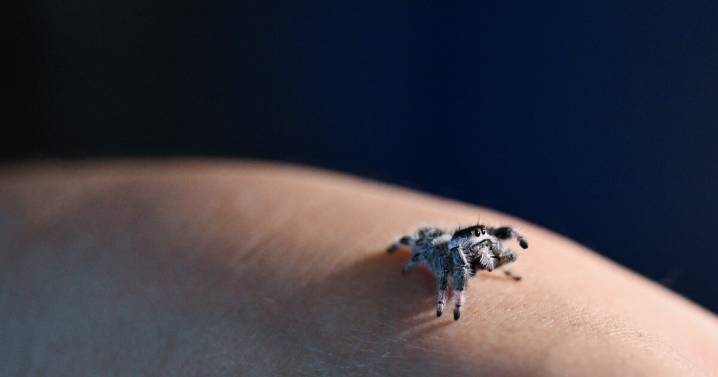 Scared of spiders? Some former arachnophobes now are keeping jumping spiders as pets