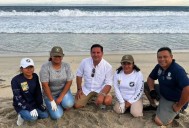 De Oaxaca a Los Cabos: estudiantes realizan prácticas para salvar tortugas marinas