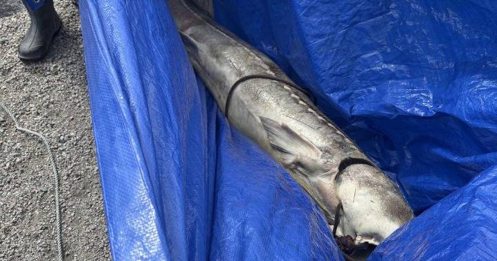 B.C. First Nation investigates sturgeon deaths, with plan to track drifting carcasses