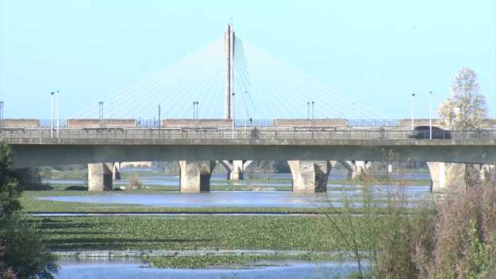 El nenúfar mexicano se expande por más de 30 kilómetros del Guadiana en Badajoz por las altas temperaturas More