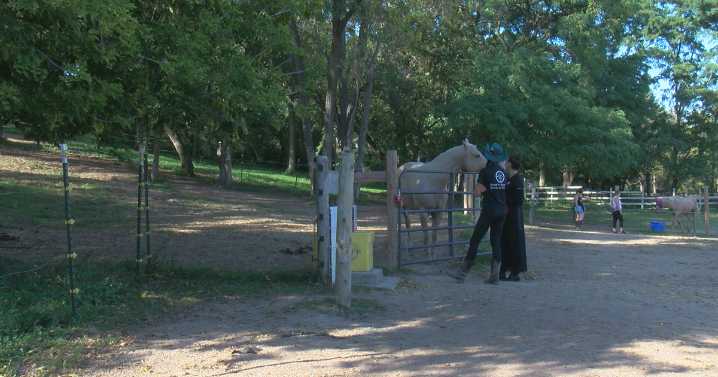 Deerfield horse rescue wins grant to aid veteran mental health programs