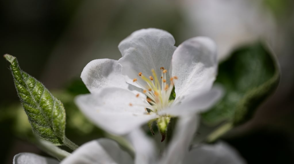 Las tres plantas con rico aroma, que crecen rápido y son ideales para sembrar en octubre