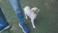 From emaciated to good health: The story of 1 rescue dog and her puppies in foster care